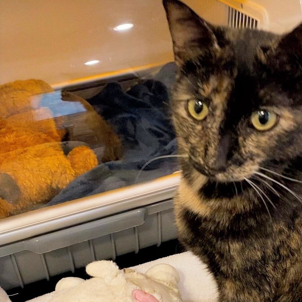 A household tabby cat keeping watch on a kitten in the incubator.