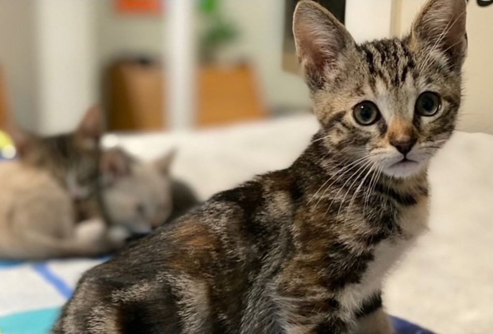 A kitten with a swirled gray, black, and orange coat sits and looks toward the camera.