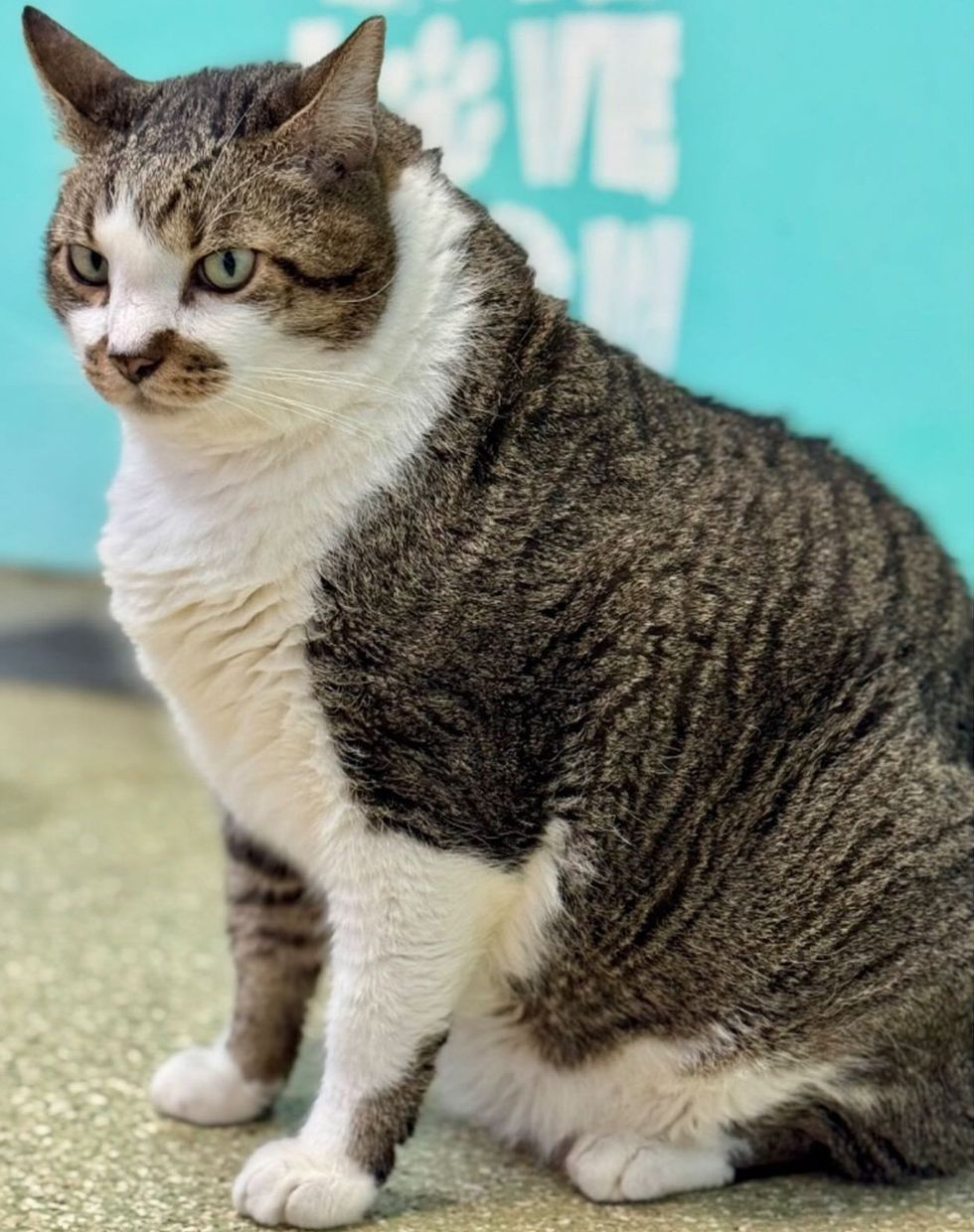 A large brown tabby and white cat with a tabby mustache marking sits on the floor, looking to the side.