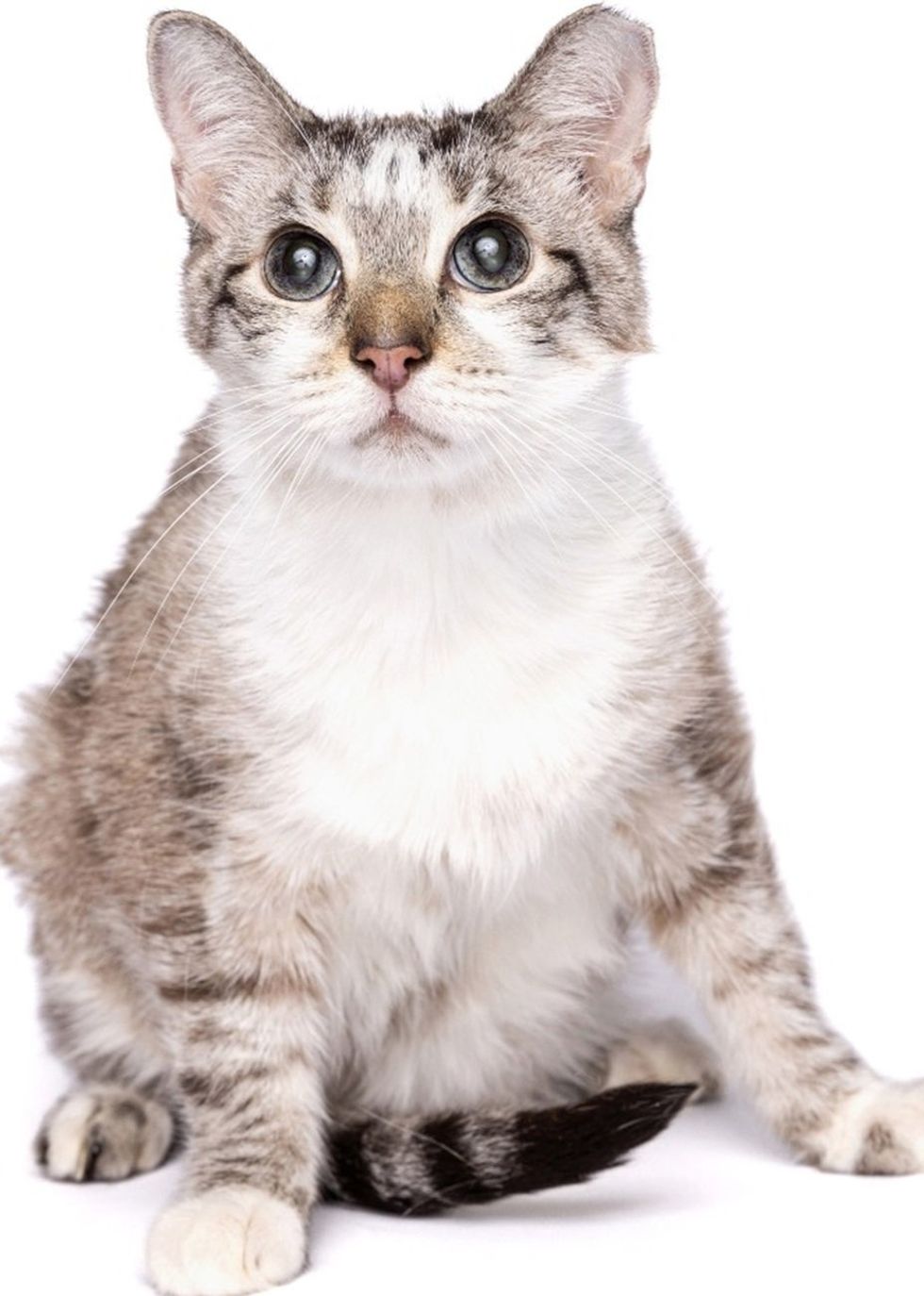 A lean tabby and white cat with blue eyes and a pink nose sits against a white background, looking up.