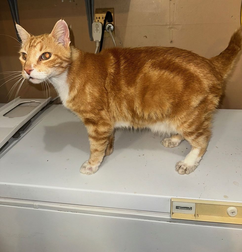 A long-bodied orange tabby standing on top of a white freezer, looking off to the side.