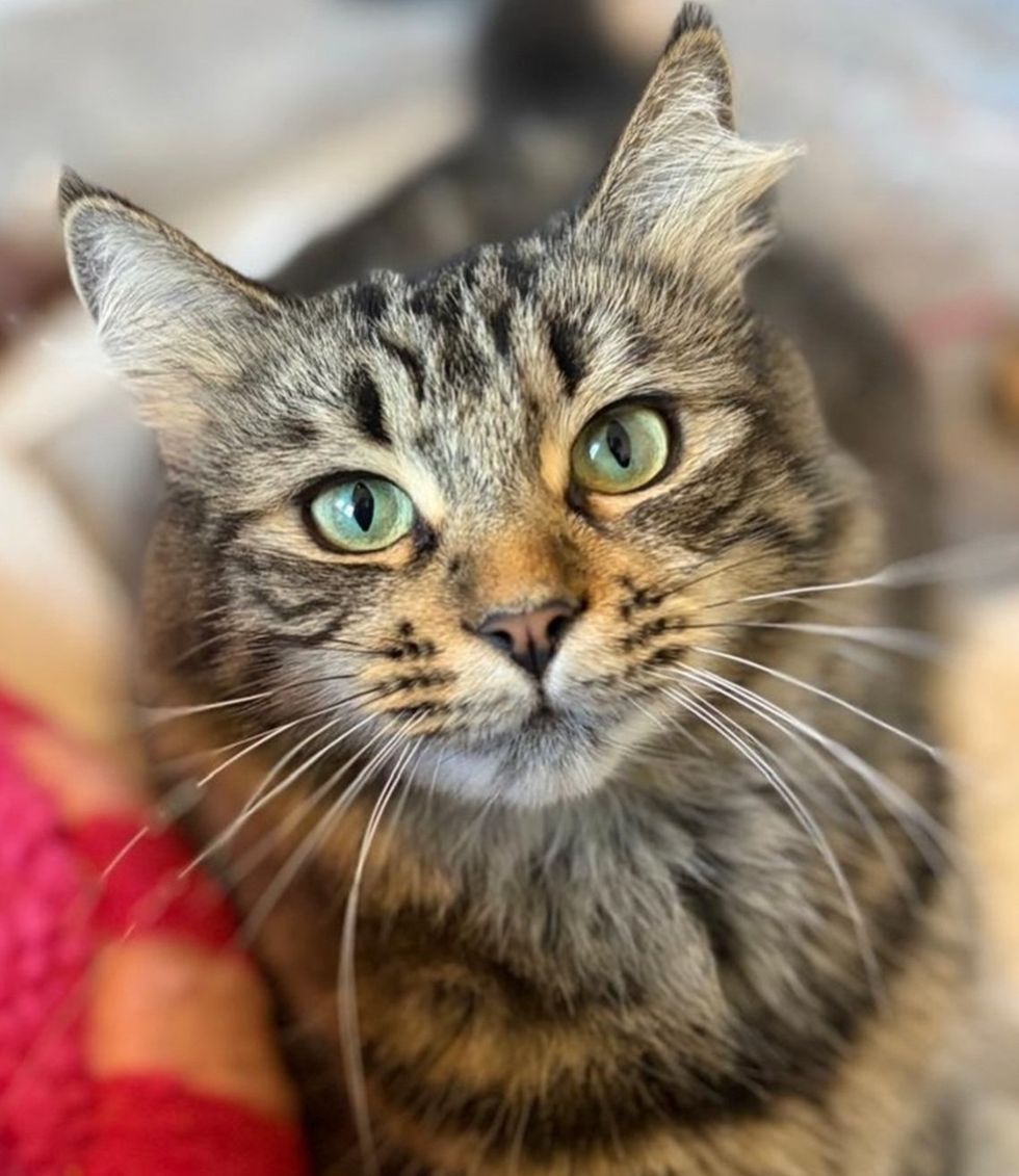 A long-haired brown tabby cat with green eyes looks directly at the camera.