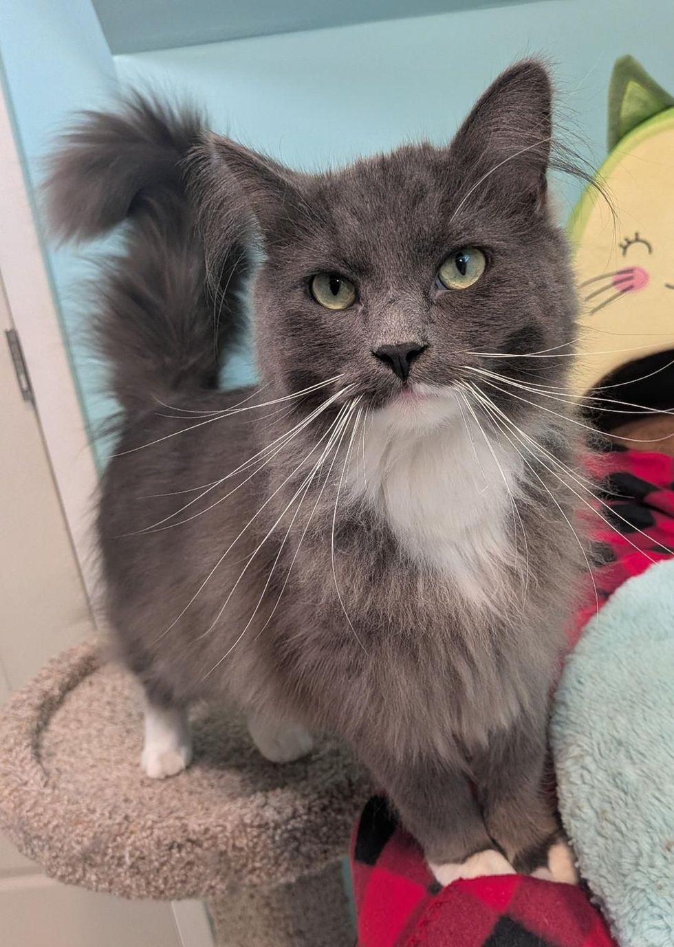 A long-haired gray cat stands on a carpeted cat tree with its fluffy tail raised, gazing across the room.