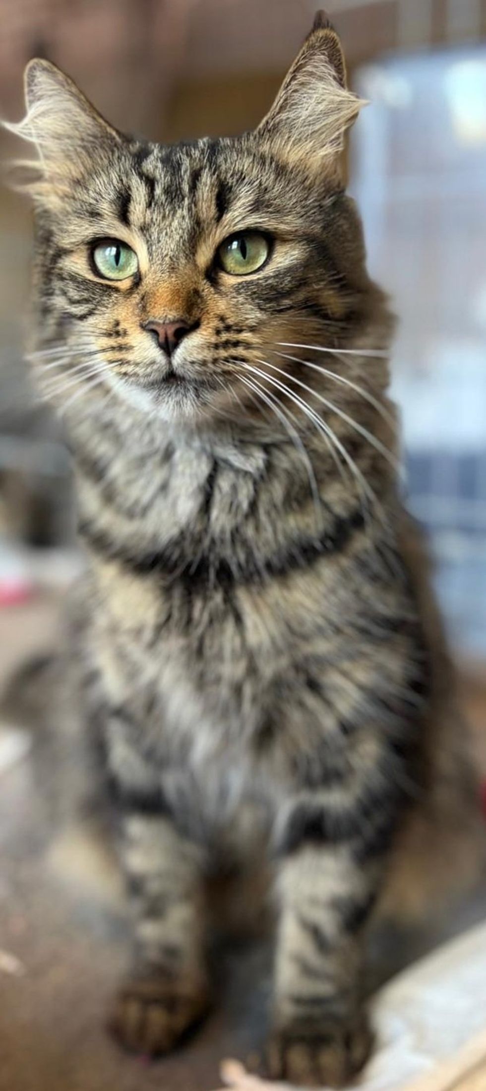 A long-haired tabby cat sits upright, gazing calmly at the camera.