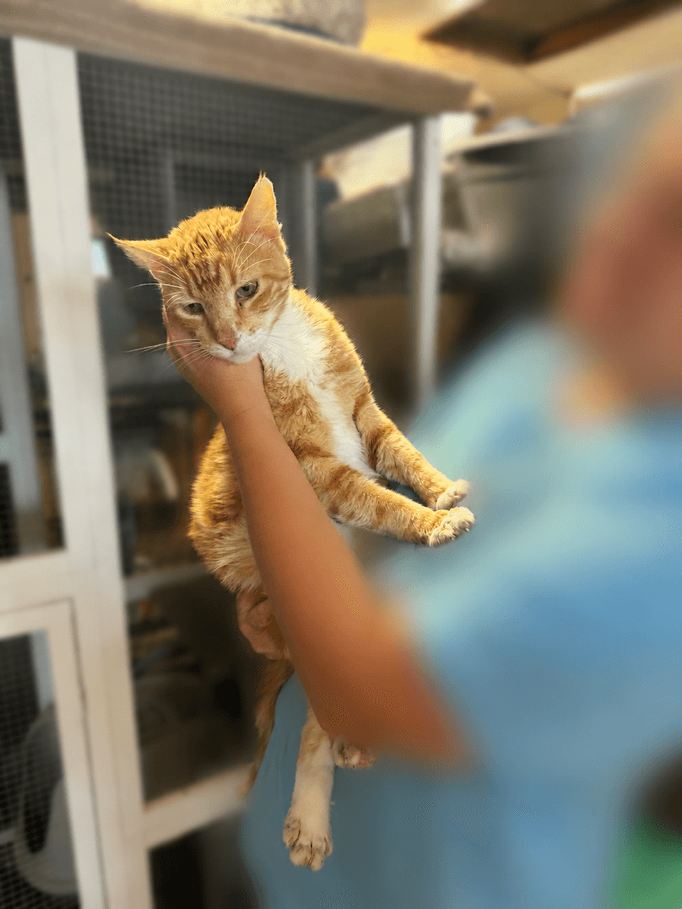A long orange tabby cat held up in a person's arm, his body stretching out lengthwise.