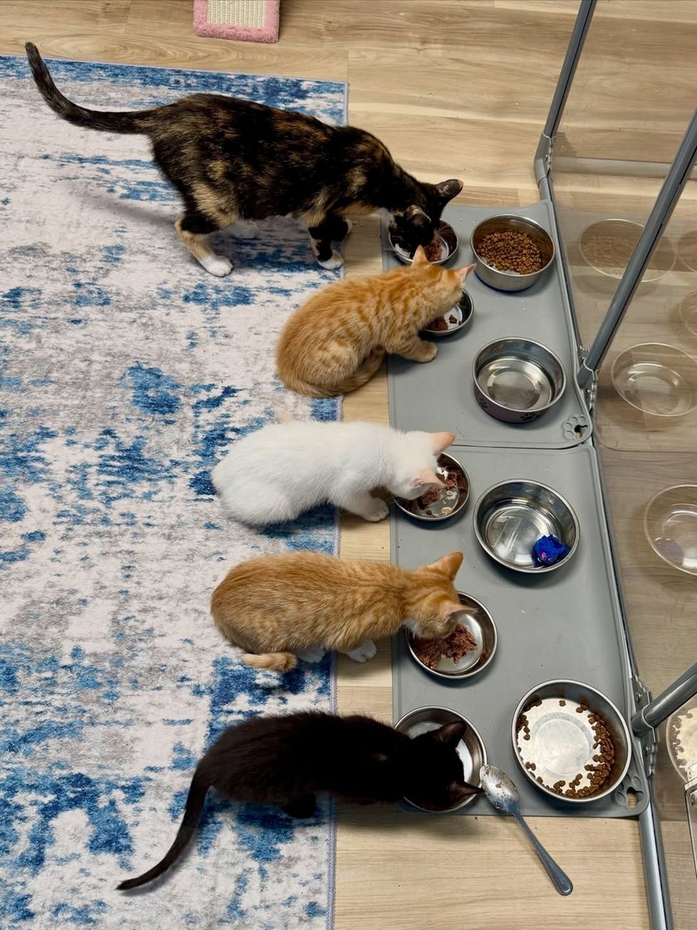 a mother cat and her 4 kittens all lined up next to each other eating from their own dishes