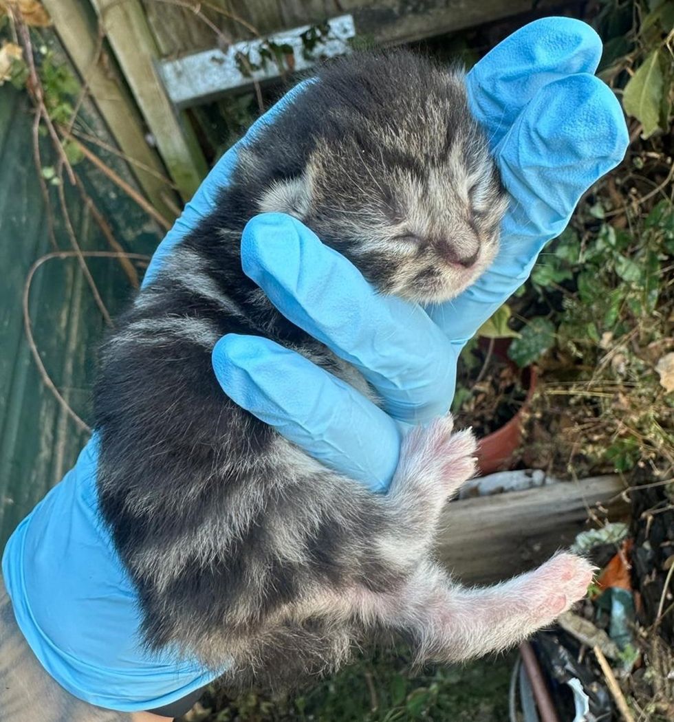A newborn kitten being held by a person wearing a latex blue glove.
