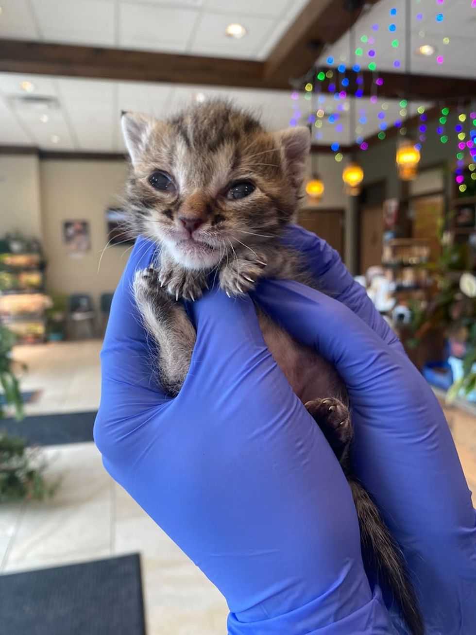A newborn tabby kitten held gently in a gloved hand, eyes beginning to open.
