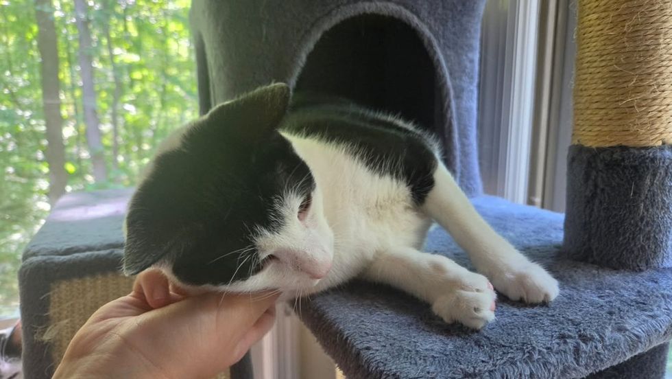 A person\u2019s hand gently scratches the chin of a black and white cat lounging on a cat tree.