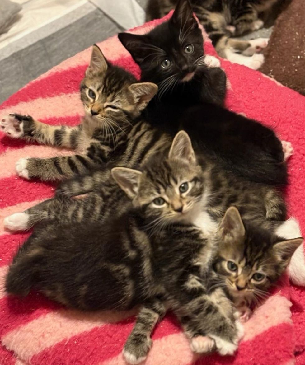 A pile of five tabby and black kittens cuddled together on a pink blanket, looking toward the camera.