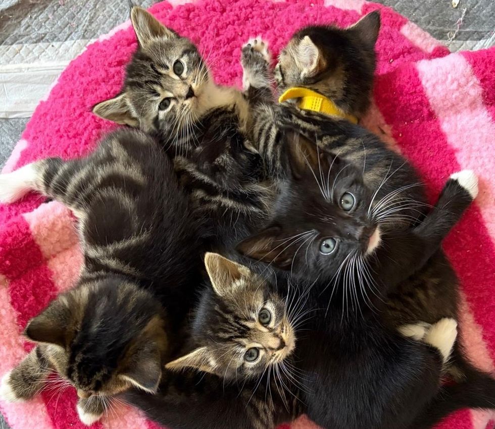 A pile of tabby and black kittens cuddle together, looking up at the camera.