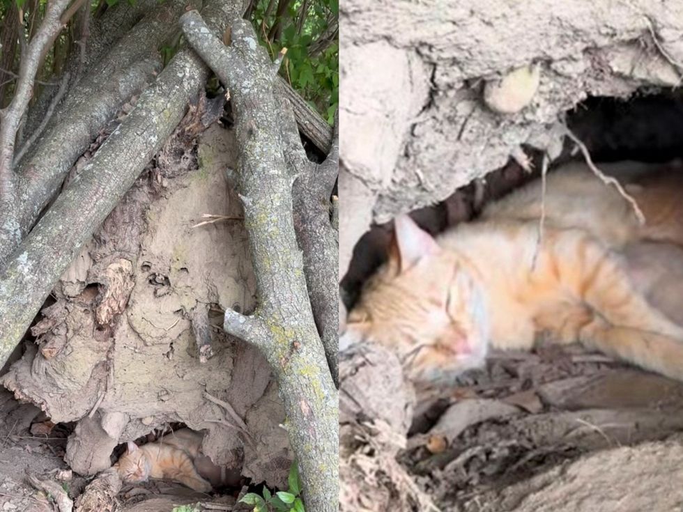 A shelter of fallen branches and logs in the woods, with a ginger cat tucked underneath. (left) An orange cat curled in a dirt hollow beneath a tree.(right)