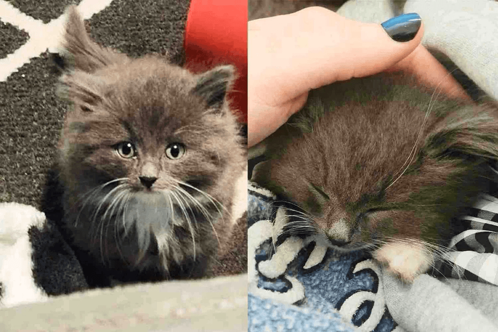 A side-by-side of a tiny gray kitten looking up at the camera and the same kitten asleep beneath a person's hand.