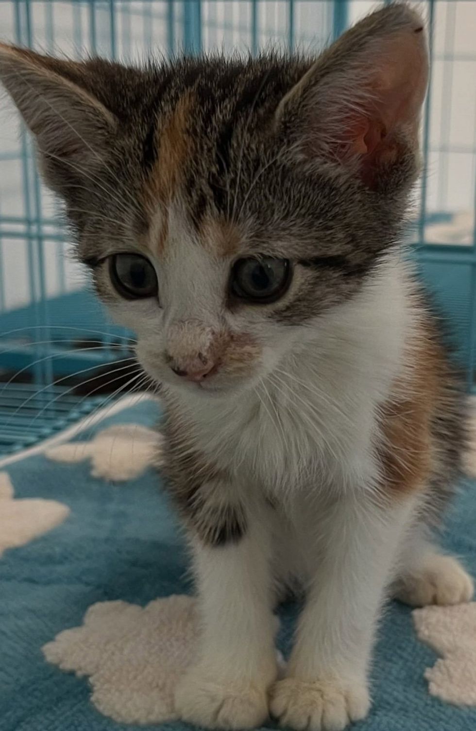 A small calico kitten sits on a blue blanket, looking out with wide dark eyes.