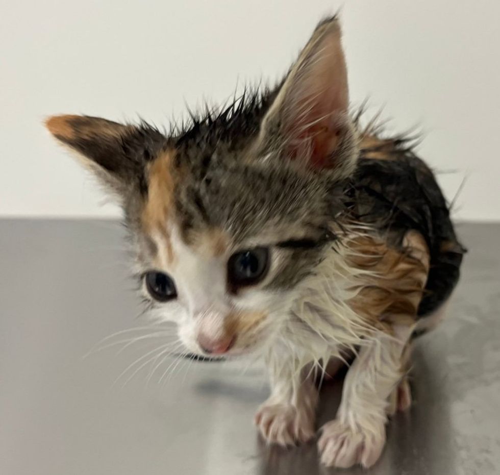 A small damp calico kitten sits on a metal surface, looking up with wide dark eyes.