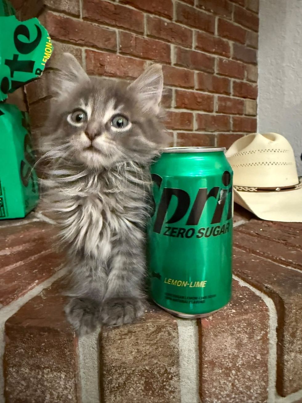 A small fluffy gray kitten sits beside a Sprite can that is nearly as tall as he is.