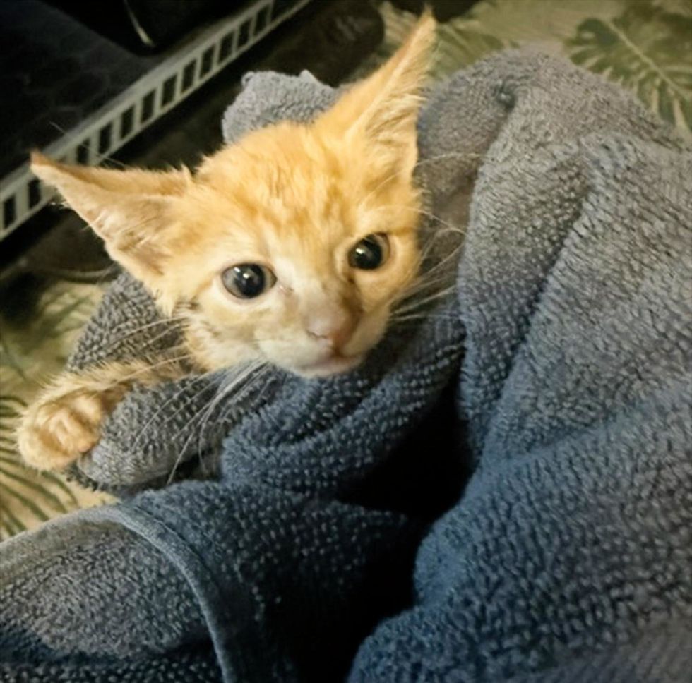A small orange kitten with wide eyes bundled in a gray towel just after being rescued.