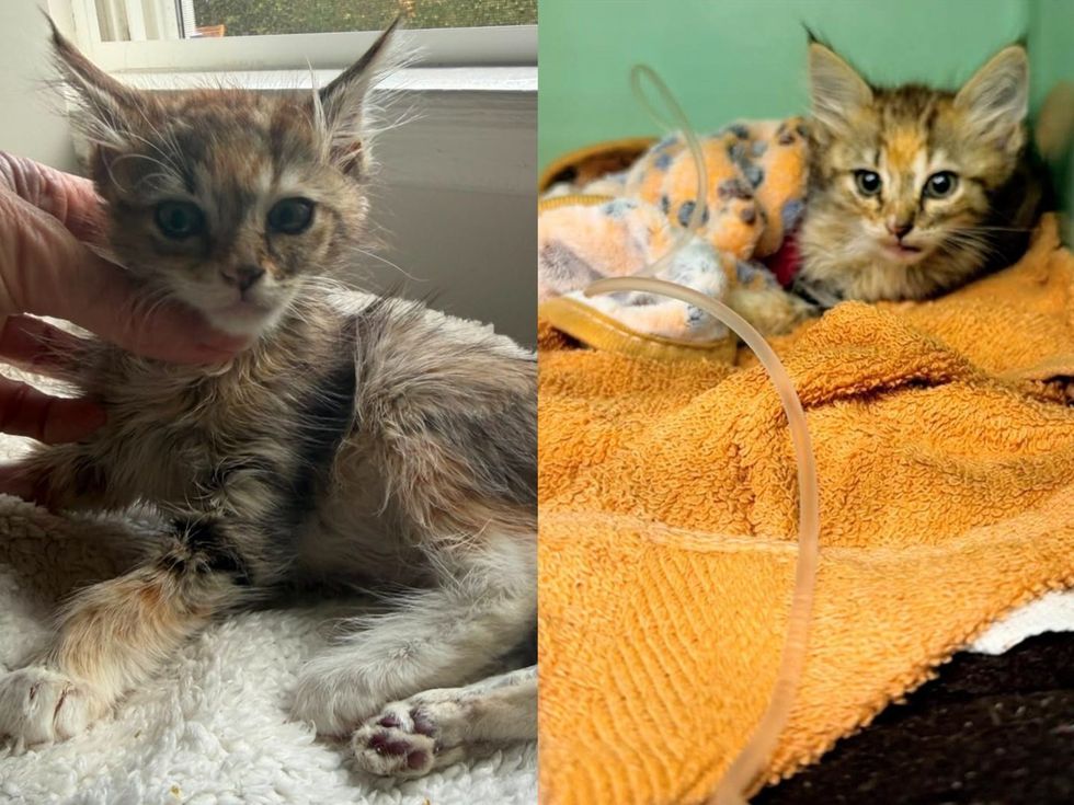 A small tabby kitten being comforted (left).A small tabby kitten nestled in an orange towel looks out from her bed(right).