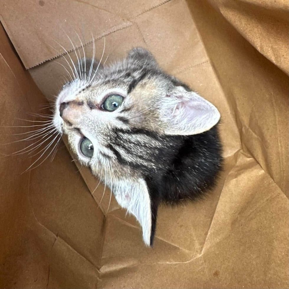 A small tabby kitten's head pokes out of a crumpled brown paper bag, looking upward with wide green eyes.