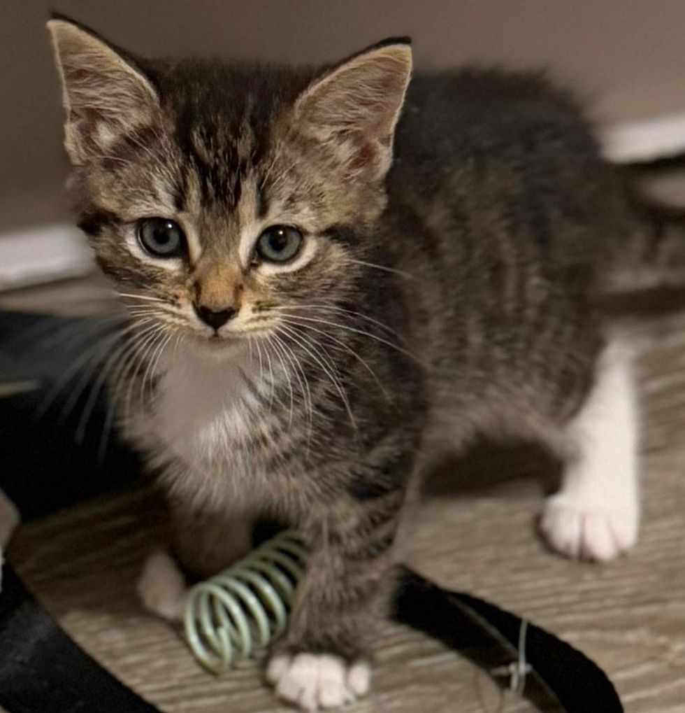 A small tabby kitten with white paws stands near a green spring toy, looking at the camera.