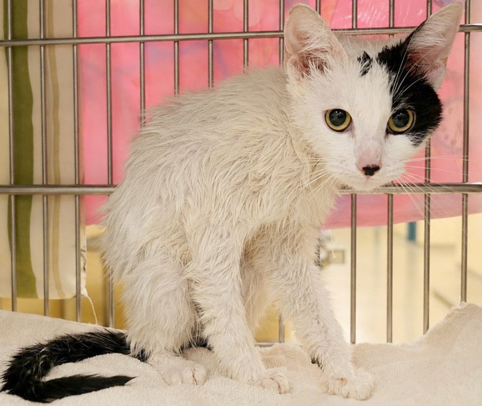 A small, wet white kitten with a black patch on one side of her head stands in a shelter cage, her fur damp after a bath.