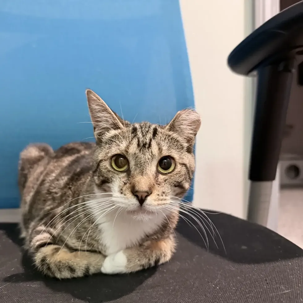 A tabby-and-white cat lounges by a cat-themed sign, one paw resting on her toy.