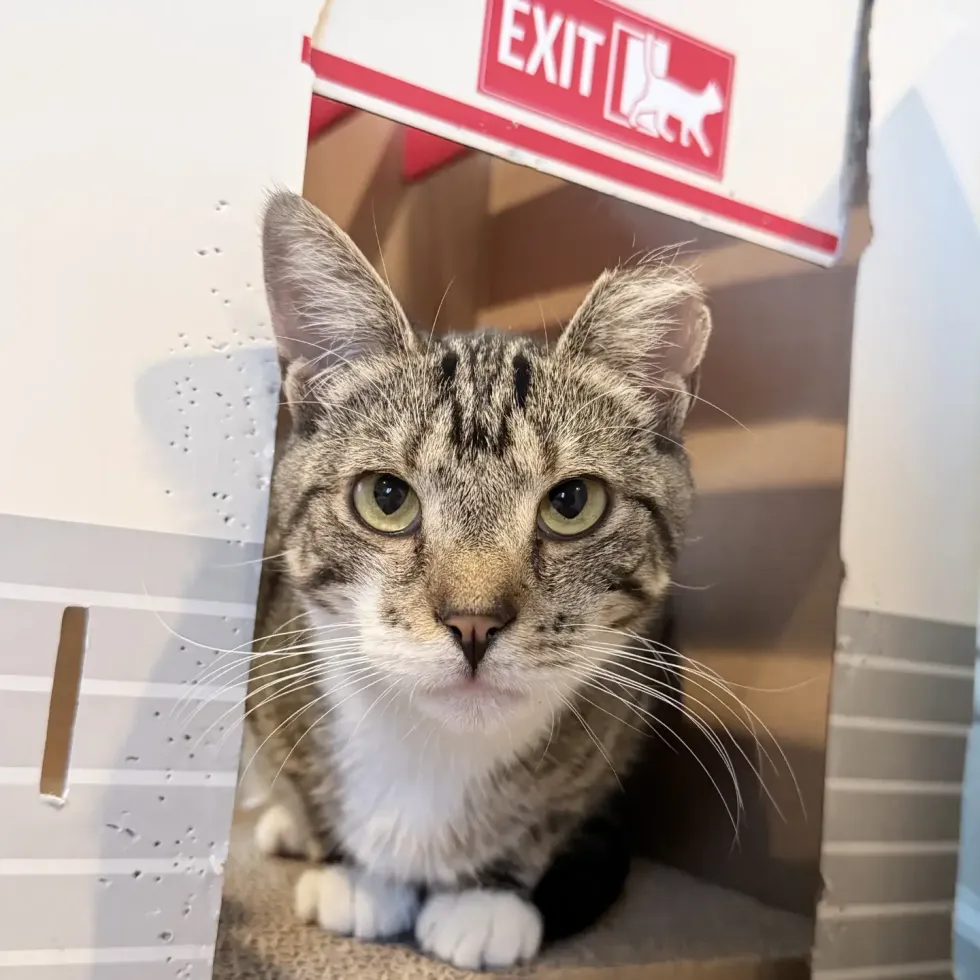 A tabby-and-white cat peeks out of a cardboard cat house marked with a cat exit sign.