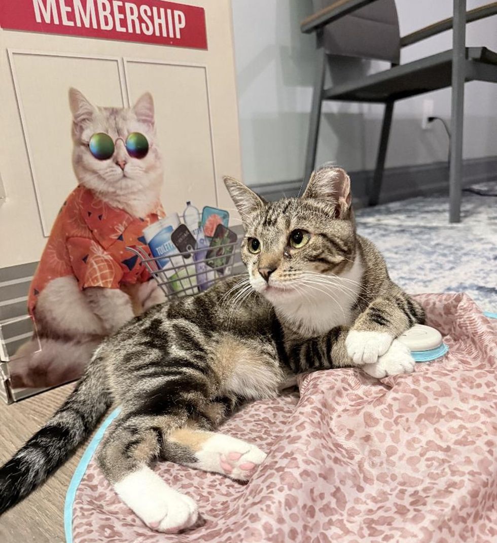 A tabby-and-white cat rests on the floor with one paw on a round spinning toy.