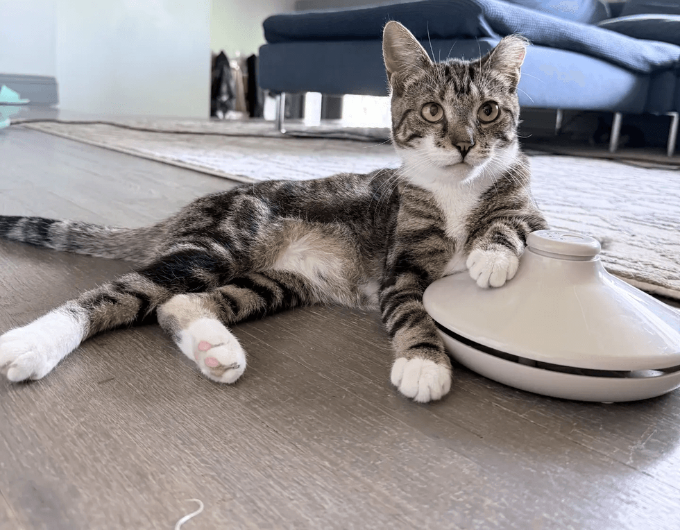 A tabby-and-white cat with big green eyes loafs on a chair, looking at the camera.