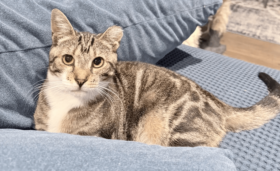 A tabby-and-white cat with bold markings lounges on a soft blue couch.