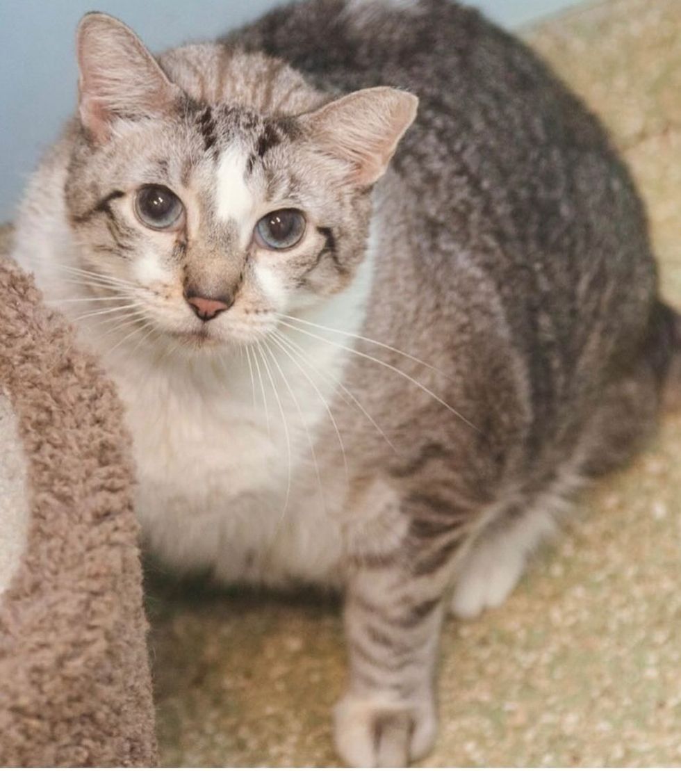 A tabby and white cat with striking blue eyes rests on a soft surface, gazing toward the camera.
