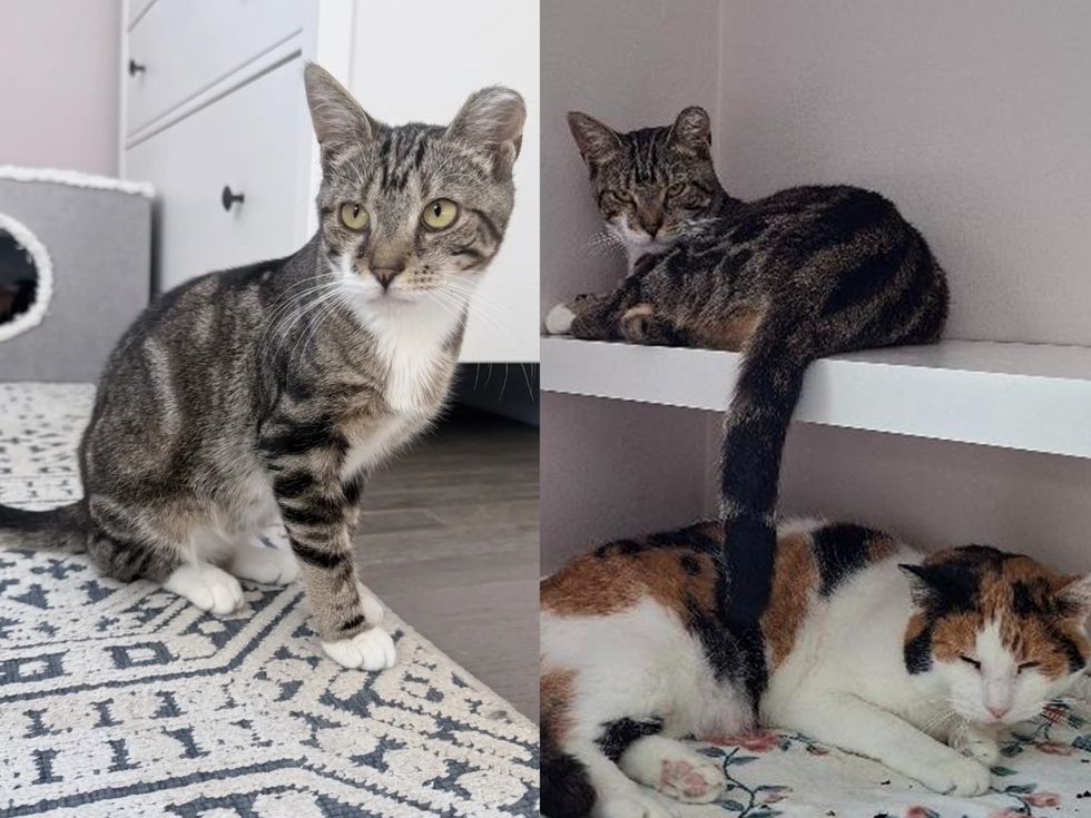 A tabby cat and a calico cat rest together on a shelf and blanket (left). A tabby-and-white cat sits upright on a patterned rug, looking ahead.(Right)