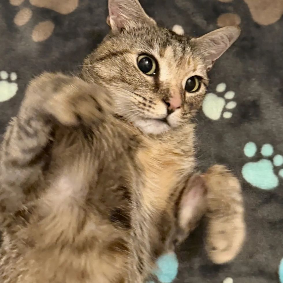 A tabby cat lays on a soft blanket on her back with paws curled.