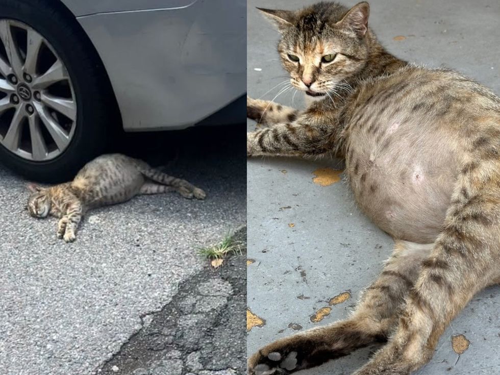 A tabby cat lies on the ground with a heavily swollen belly next to a car tire.(left) A tabby cat lies on the ground with a heavily swollen belly, thin and unwell. (right)