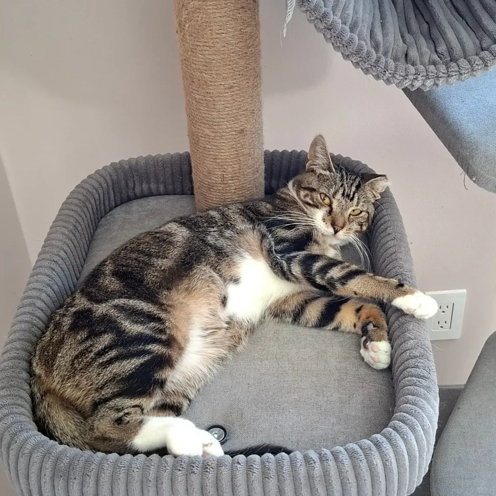 A tabby cat relaxes in a grey cat-tree bed beside a scratching post.