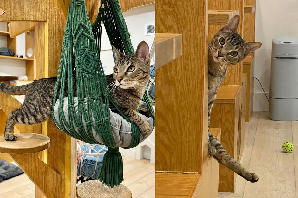 A tabby cat resting in a green hammock. (left). A tabby cat peeking out from a shelf holding 1 leg out curious. (right)