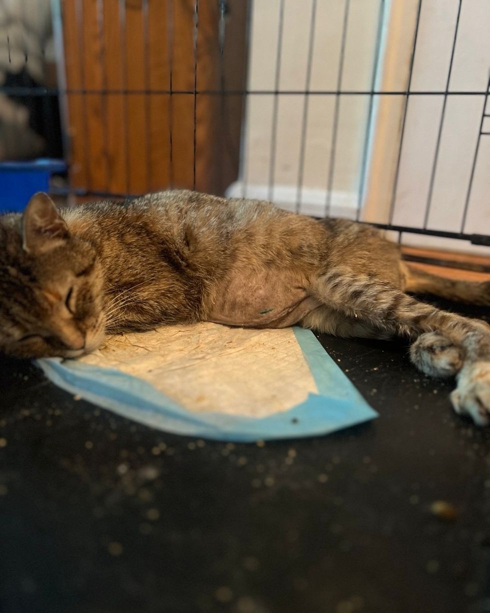 A tabby cat sleeps on a soft pad inside a pen, resting after surgery.