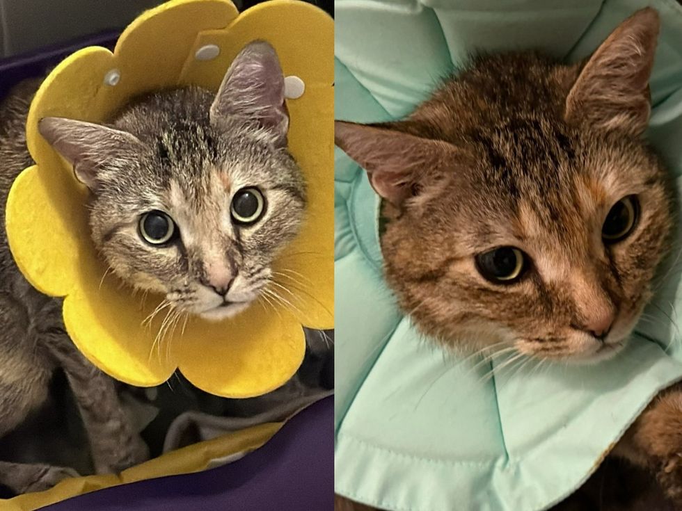 A tabby cat wearing a soft yellow flower-shaped cone rests in a purple bed. (left): A tabby cat wearing a soft mint-green flower-shaped cone looks up from a paw-print blanket. (right)