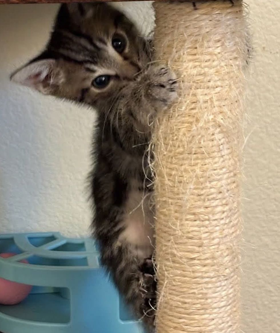 A tabby kitten clings to a sisal scratching post, peeking around it, with a blue toy visible below.