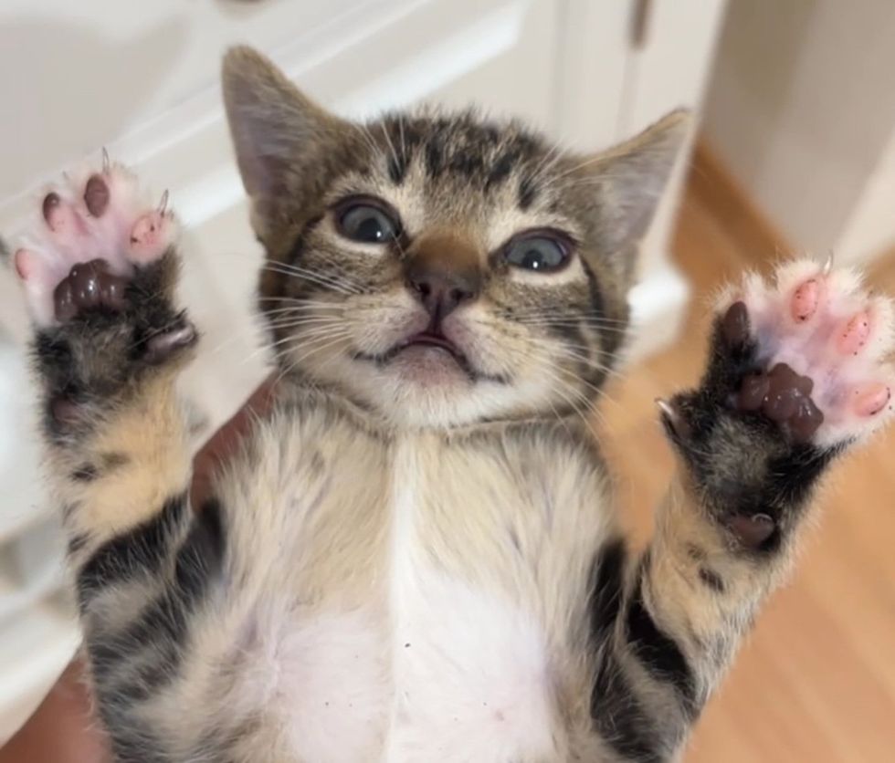 A tabby kitten held up to the camera, paws raised.