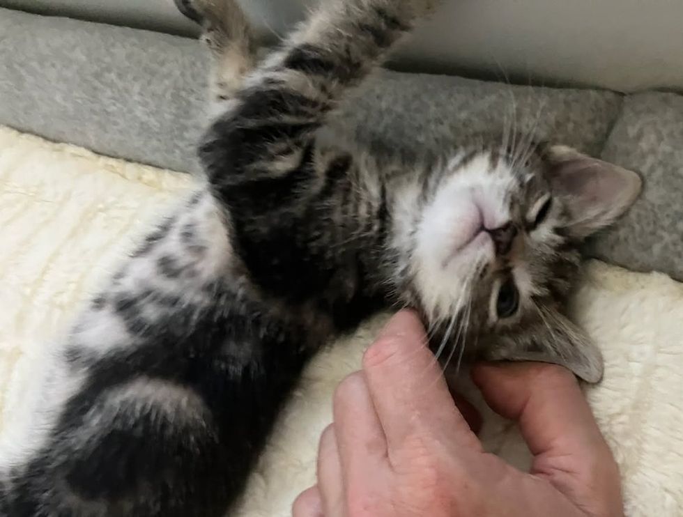 A tabby kitten lies on its side on a pale blanket while a person's hand gently rubs under its chin.