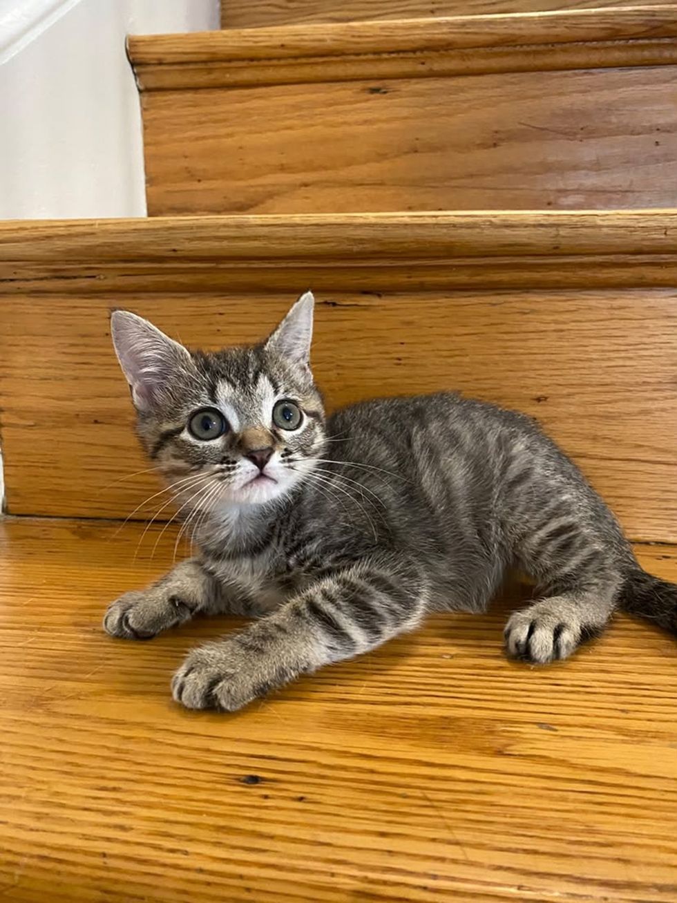 A tabby kitten lies on wooden stairs, looking up with bright eyes