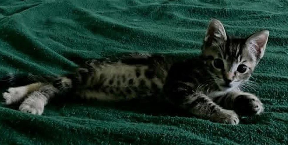 A tabby kitten lies stretched out on a dark green blanket, looking toward the camera.