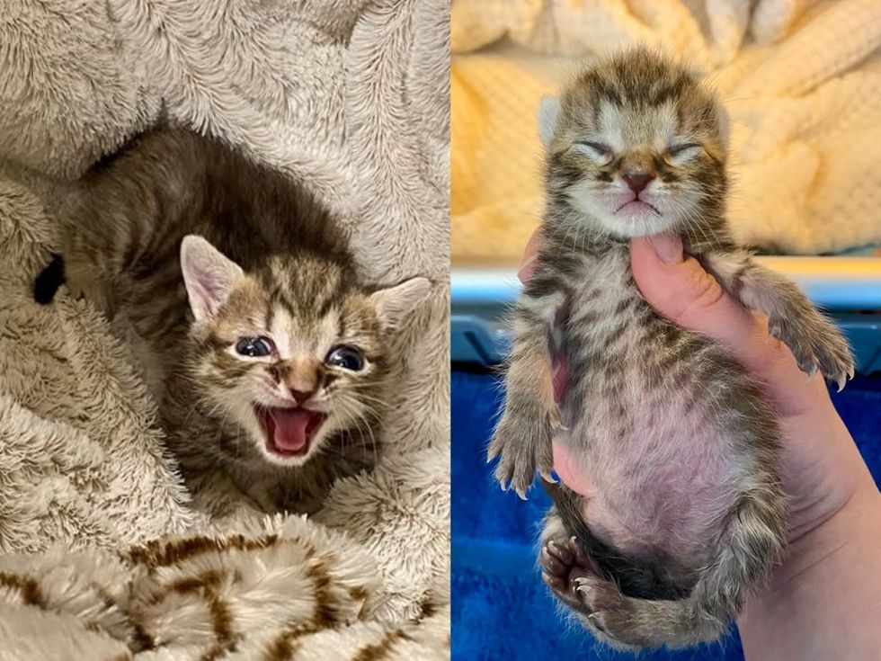 A tabby kitten meows for food (left). A tabby kitten is full and asleep in hands of caregiver. (right)