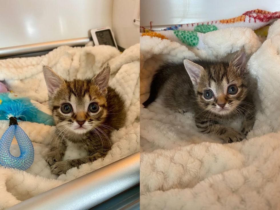 A tabby kitten peeks out from a cozy blanket next to a small toy in incubator