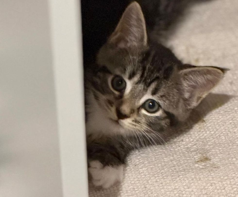 A tabby kitten peeks out from behind a white shelf, eyes wide.