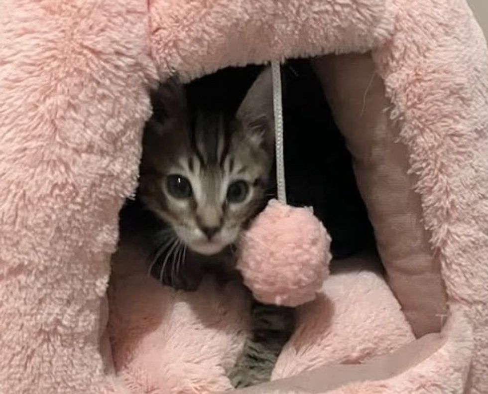 A tabby kitten peeks out from inside a fuzzy pink cat hut beside a pink pom-pom toy.