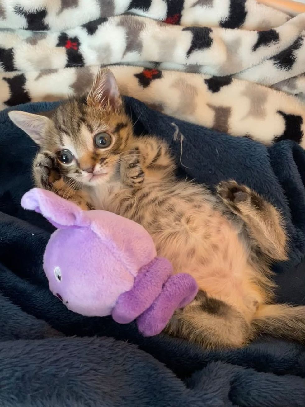 A tabby kitten rests in a padded incubator beside a small toy