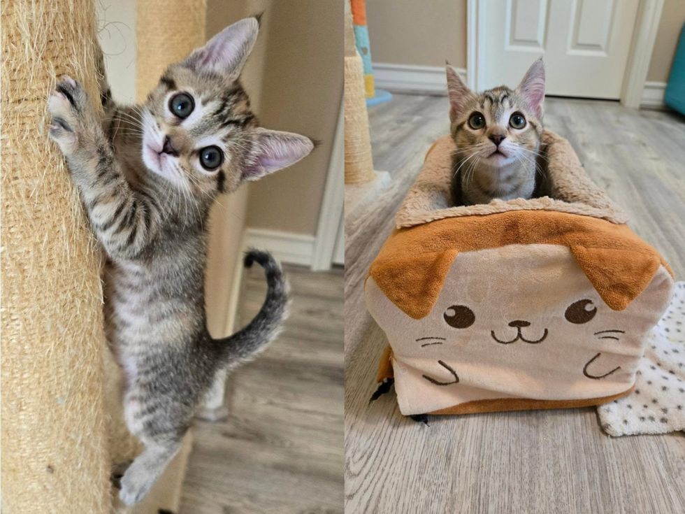A tabby kitten shown twice, climbing a scratching post and tucked into a bread-shaped bed.
