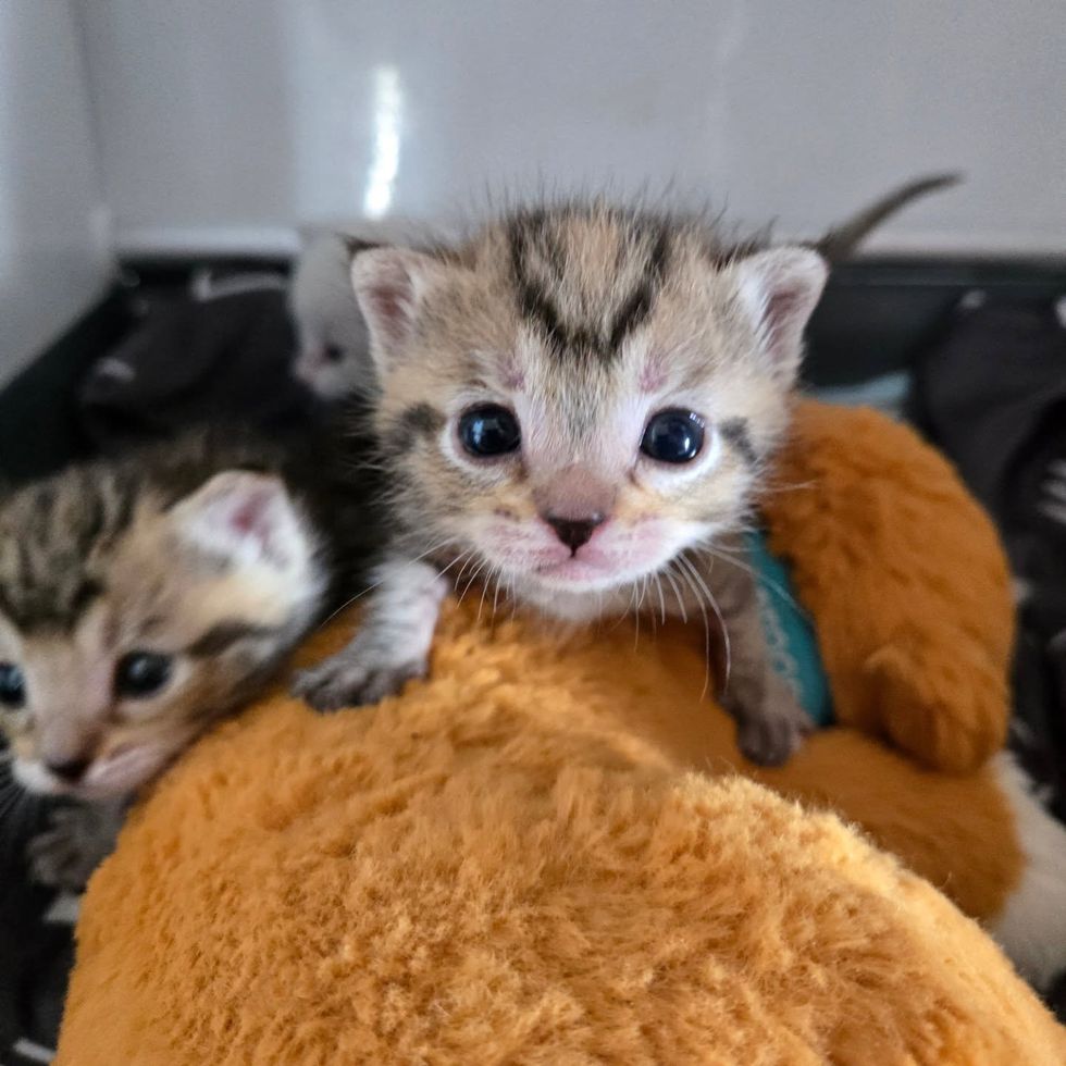 A tabby kitten shown twice, lying on her back on soft blankets.